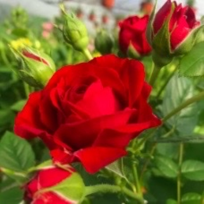 RUBY TERRAZZA® RUBY TERRAZZA®